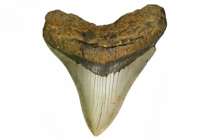 Fossil Megalodon Tooth - North Carolina #166988